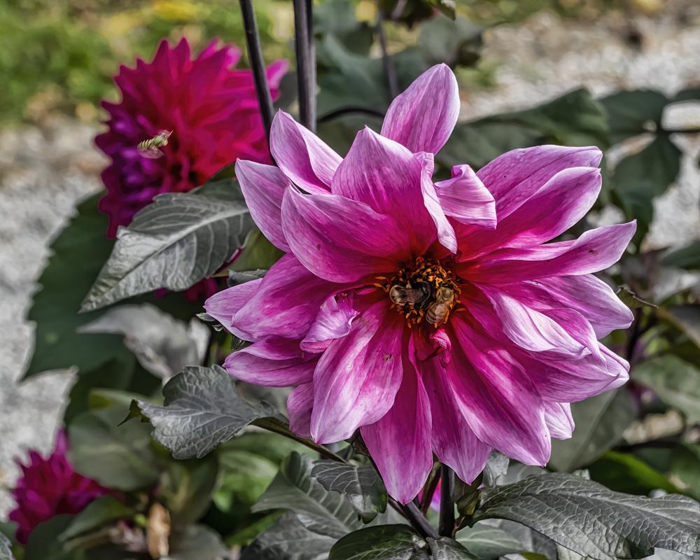 Photo of Dahlia 'Fascination' uploaded by arctangent