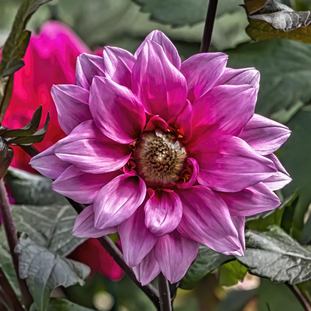 Photo of Dahlia 'Fascination' uploaded by arctangent