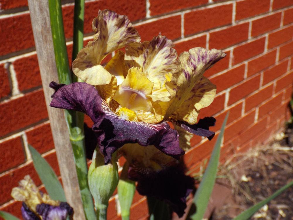 Photo of Tall Bearded Iris (Iris 'Gnus Flash') uploaded by chesney123