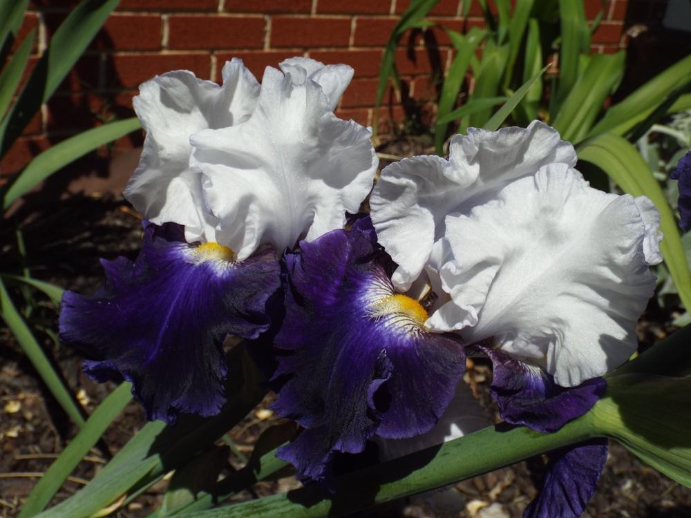 Photo of Tall Bearded Iris (Iris 'Captain's Choice') uploaded by chesney123
