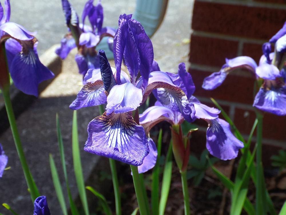 Photo of Siberian Iris (Iris 'Caesar's Brother') uploaded by chesney123