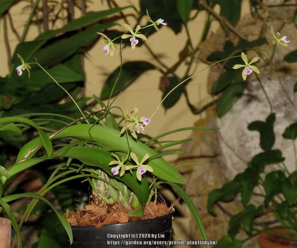 Photo of Florida Butterfly Orchid (Encyclia tampensis) uploaded by plantladylin