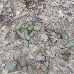 Location: Millersville MD
Date: 2020-04-03
Seedlings in early spring look thick and are purple underneath