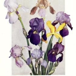
Date: c. 1929
illustration from the 1929 catalog, Southern California Iris Gard