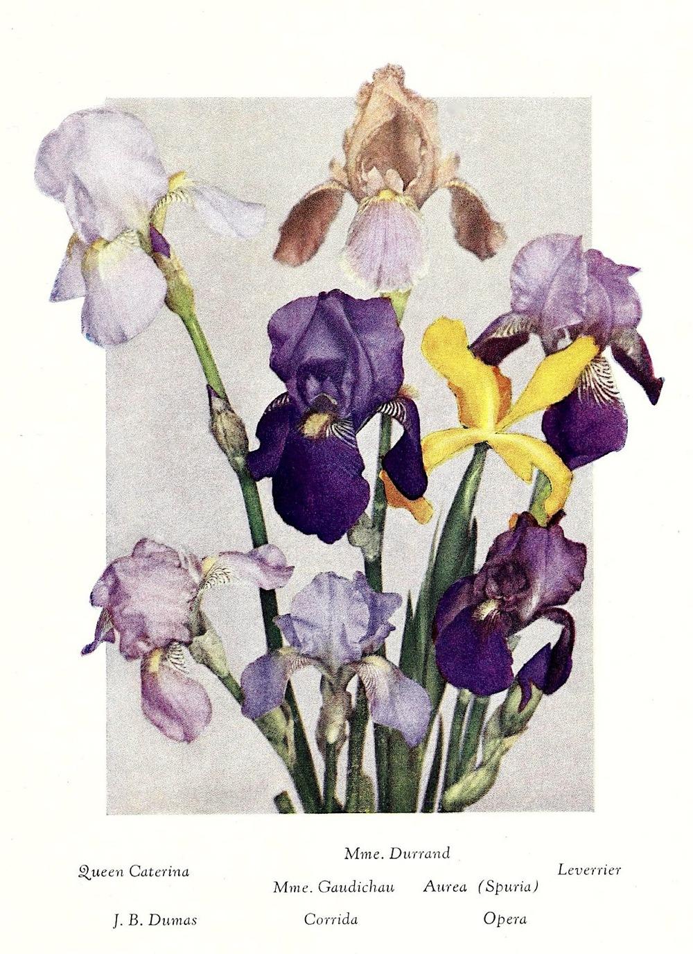 Photo of Tall Bearded Iris (Iris 'Souv. de Mme. Gaudichau') uploaded by scvirginia