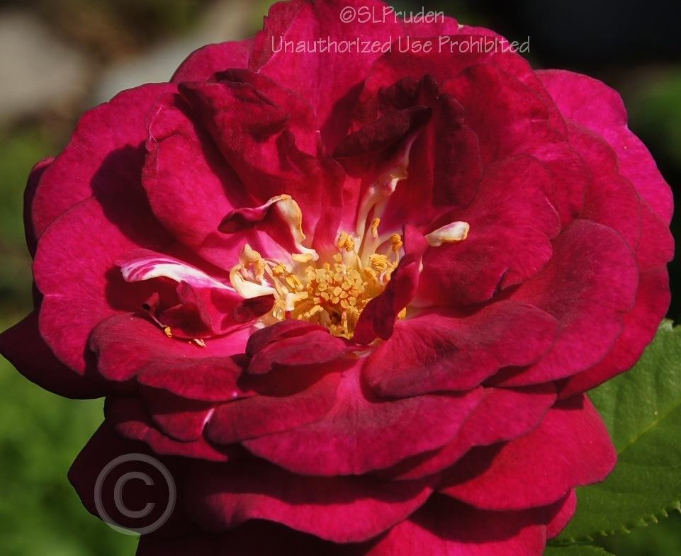 Photo of Rose (Rosa 'Twilight Zone') uploaded by DaylilySLP
