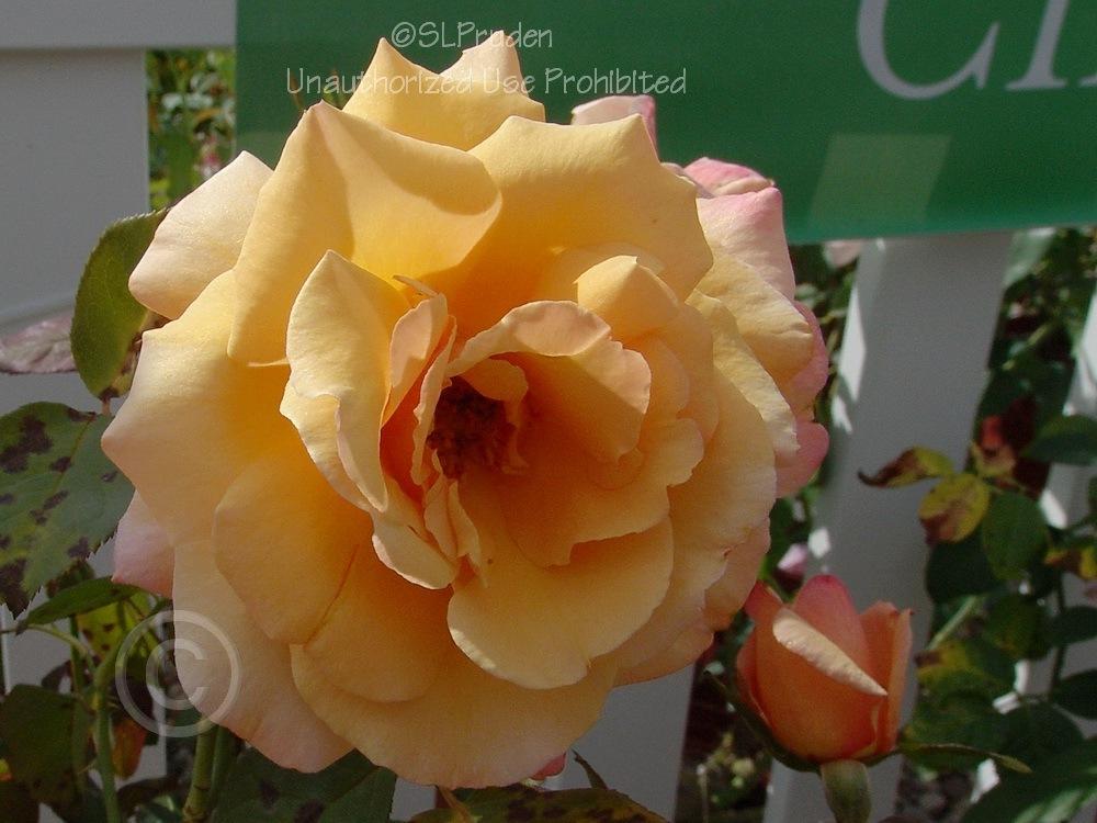 Photo of Rose (Rosa 'Tahitian Sunset') uploaded by DaylilySLP