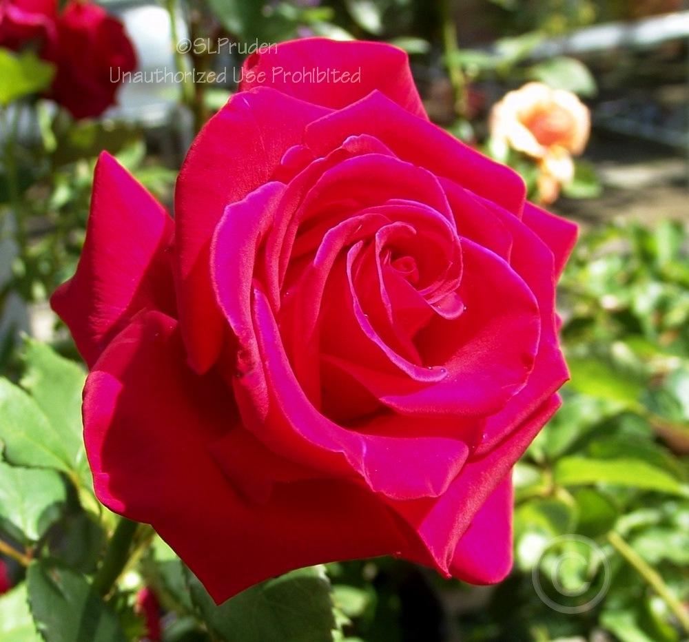 Photo of Rose (Rosa 'Veterans' Honor') uploaded by DaylilySLP