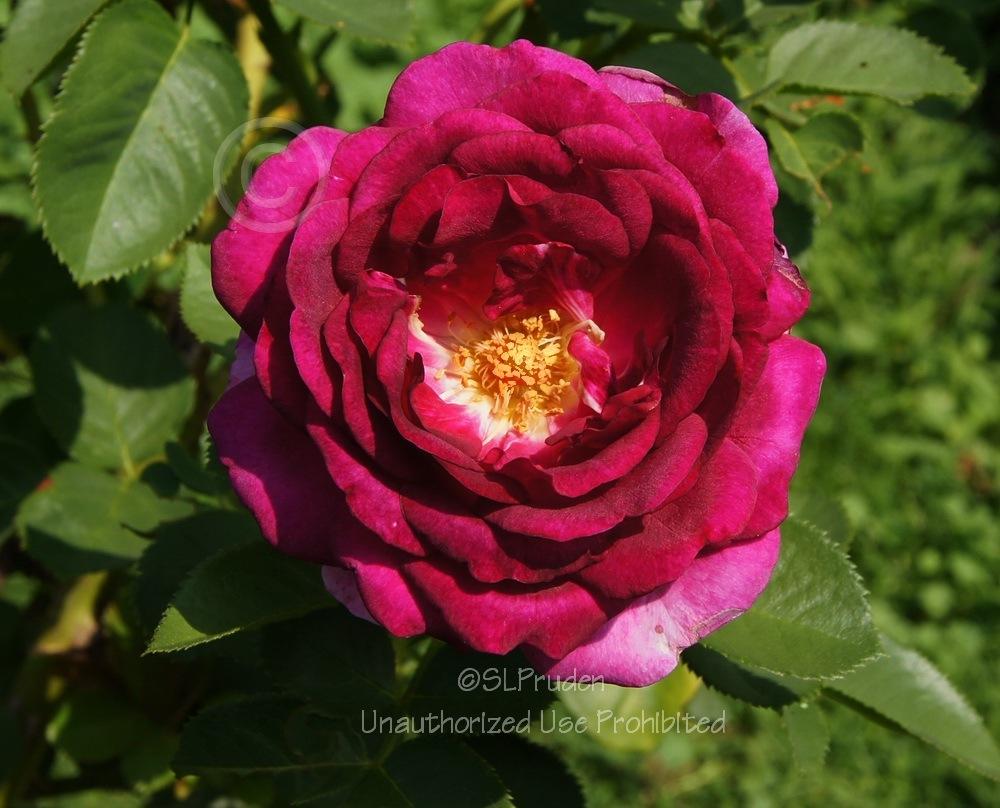 Photo of Rose (Rosa 'Twilight Zone') uploaded by DaylilySLP