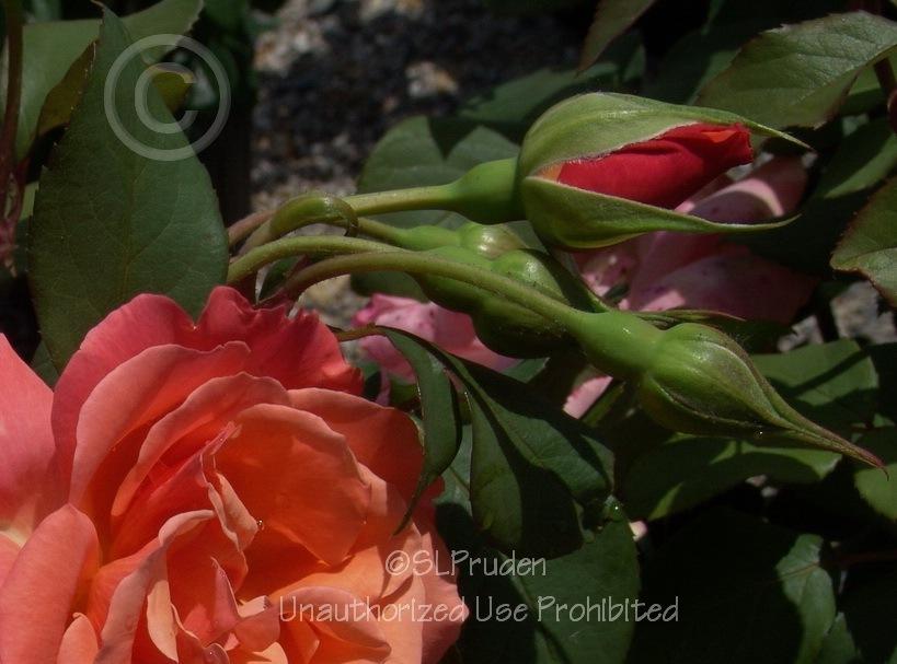 Photo of Rose (Rosa 'Tuscan Sun') uploaded by DaylilySLP