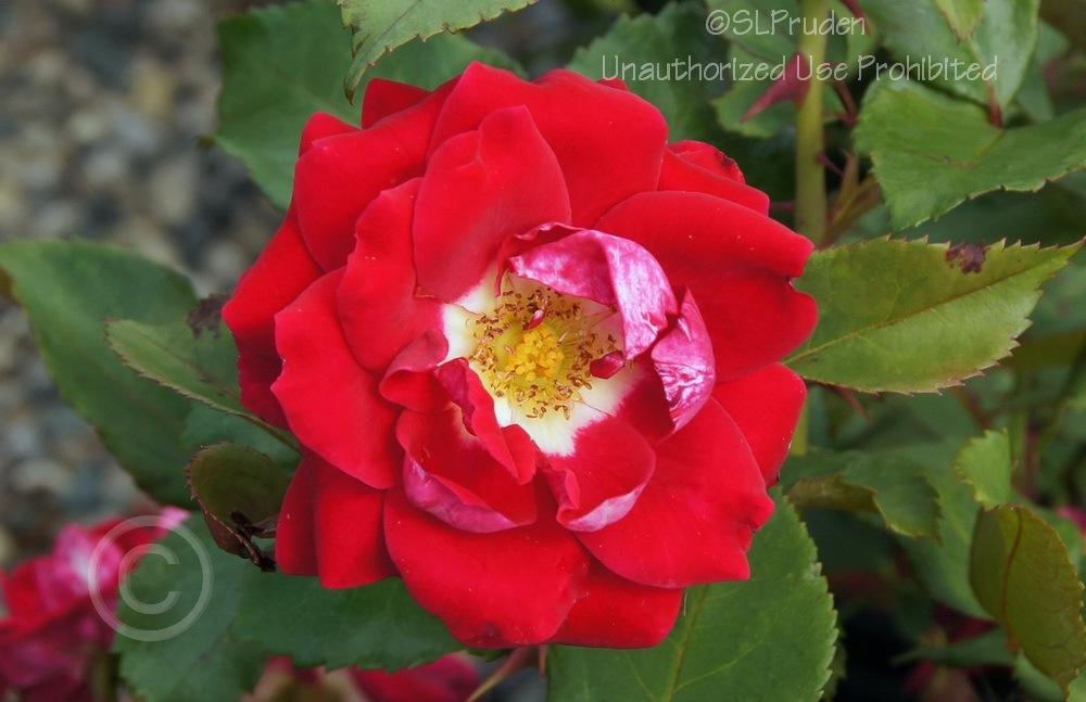 Photo of Rose (Rosa 'Take It Easy') uploaded by DaylilySLP