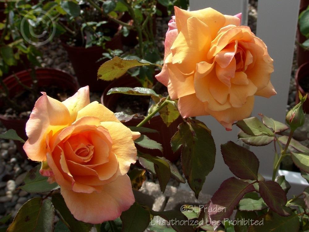 Photo of Rose (Rosa 'Tahitian Sunset') uploaded by DaylilySLP
