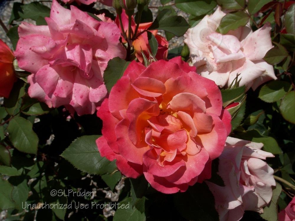 Photo of Rose (Rosa 'Tuscan Sun') uploaded by DaylilySLP