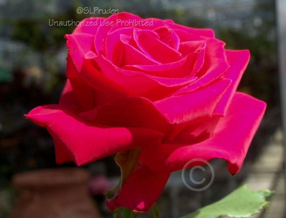 Photo of Rose (Rosa 'Veterans' Honor') uploaded by DaylilySLP