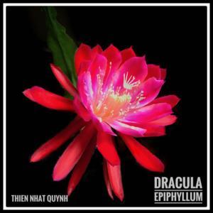 Dracula Epiphyllum