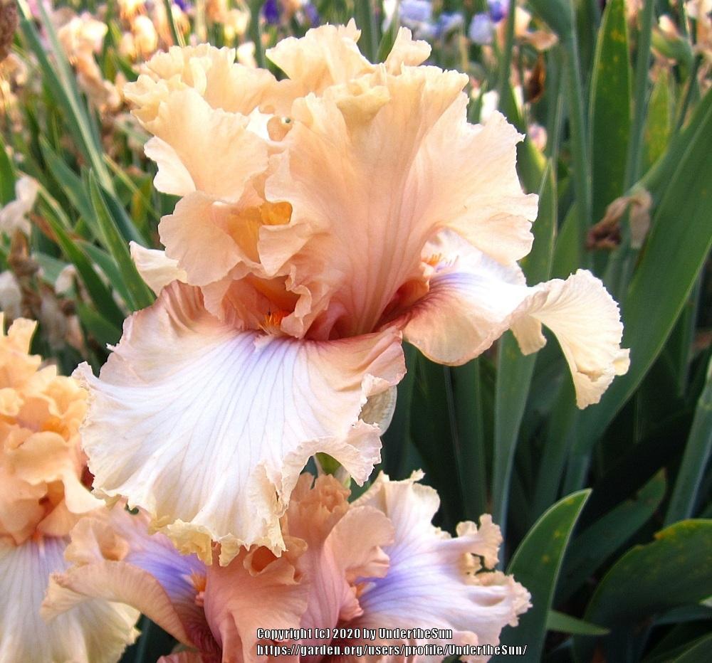 Photo of Tall Bearded Iris (Iris 'Nothing but Class') uploaded by UndertheSun