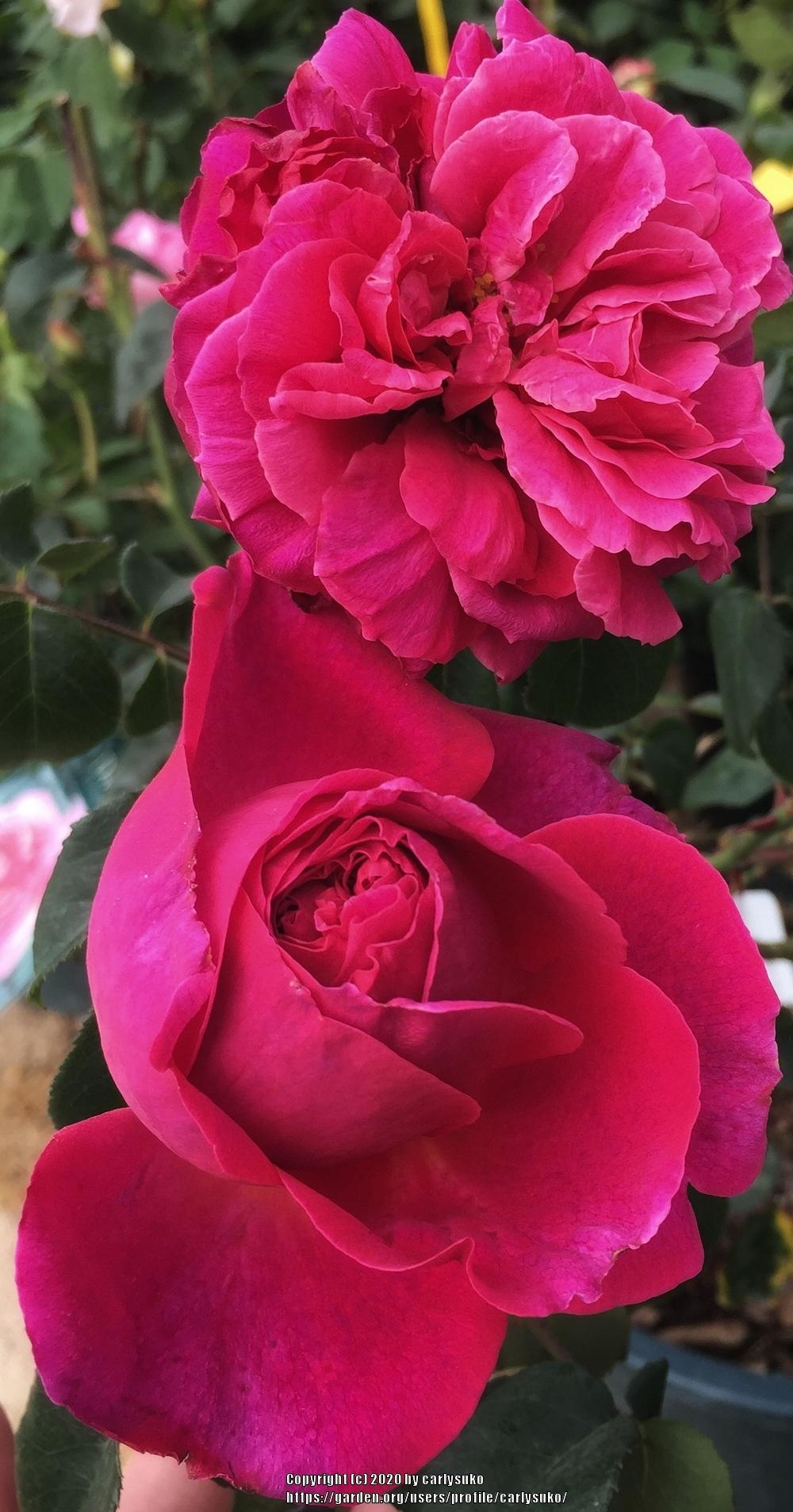 Photo of English Shrub Rose (Rosa 'Othello') uploaded by carlysuko