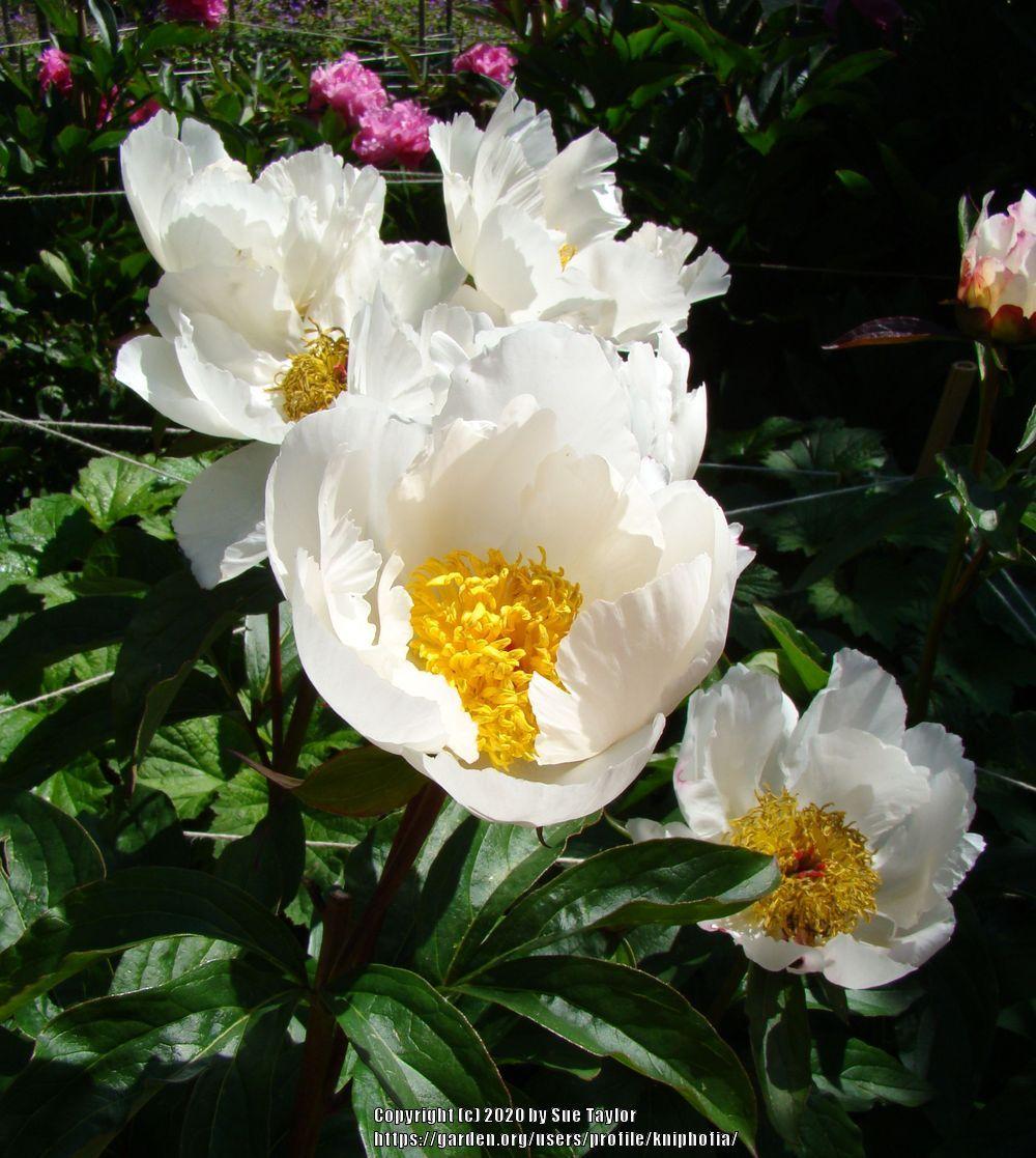 Photo of Peony (Paeonia lactiflora 'White Wings') uploaded by kniphofia