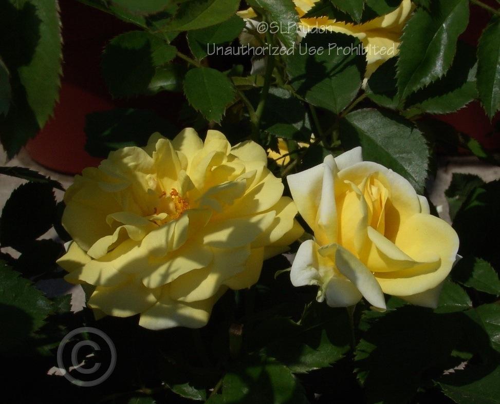 Photo of Rose (Rosa 'Yellow Brick Road') uploaded by DaylilySLP