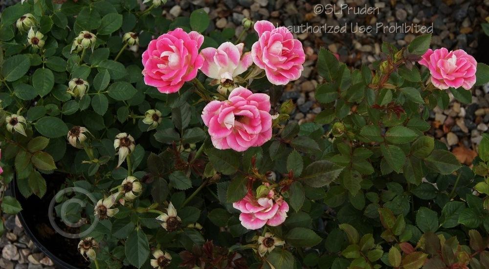 Photo of Rose (Rosa 'Whimsy') uploaded by DaylilySLP