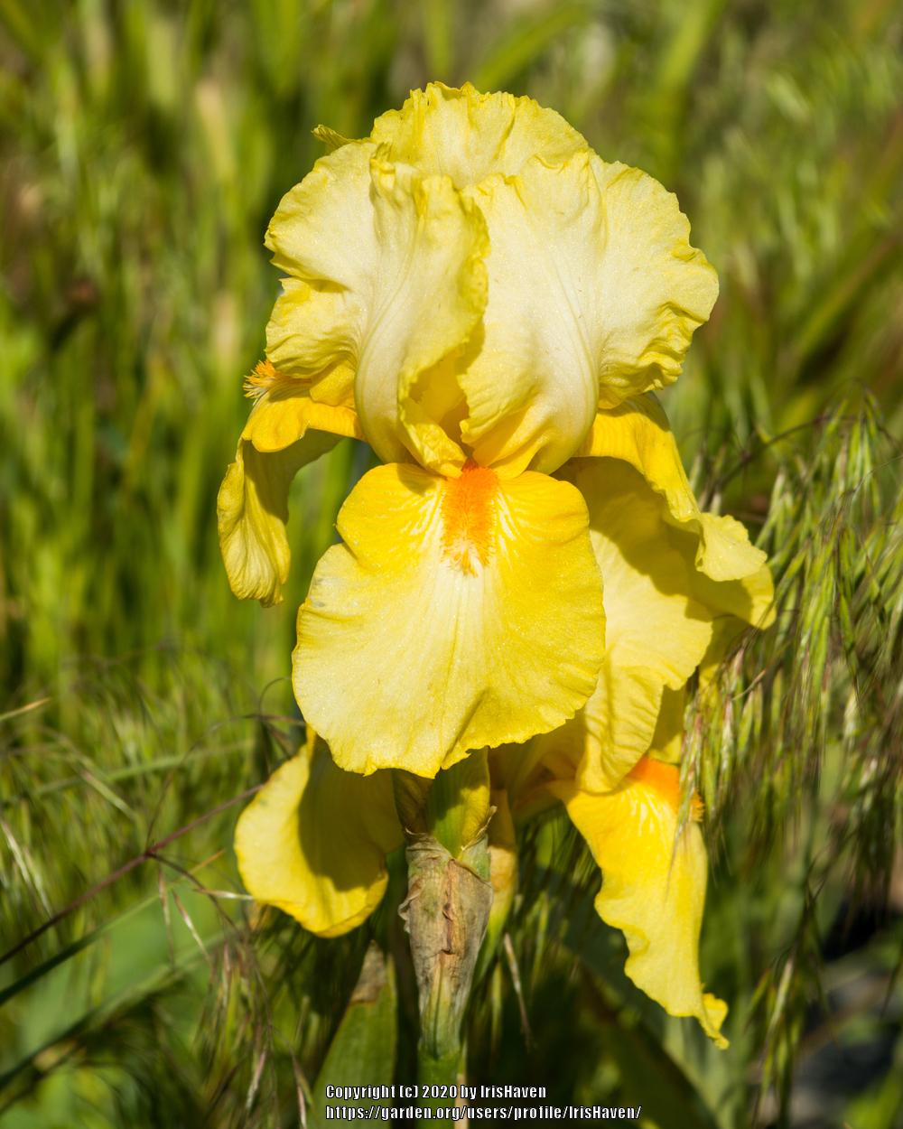 Photo of Tall Bearded Iris (Iris 'Sun Dappled') uploaded by IrisHaven