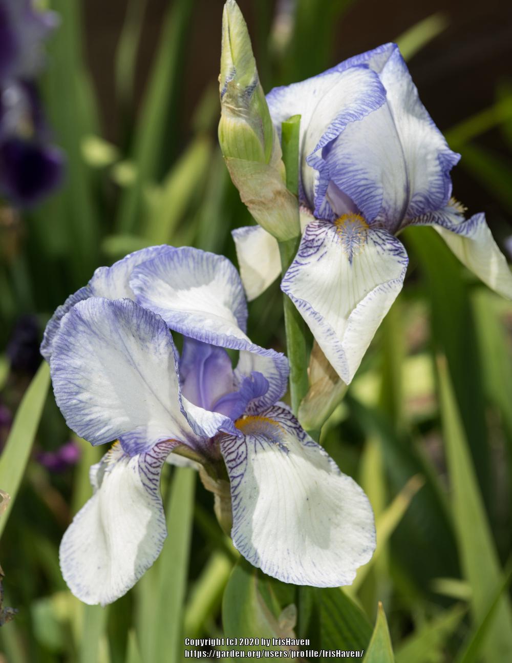 Photo of Tall Bearded Iris (Iris 'Theodolinda') uploaded by IrisHaven