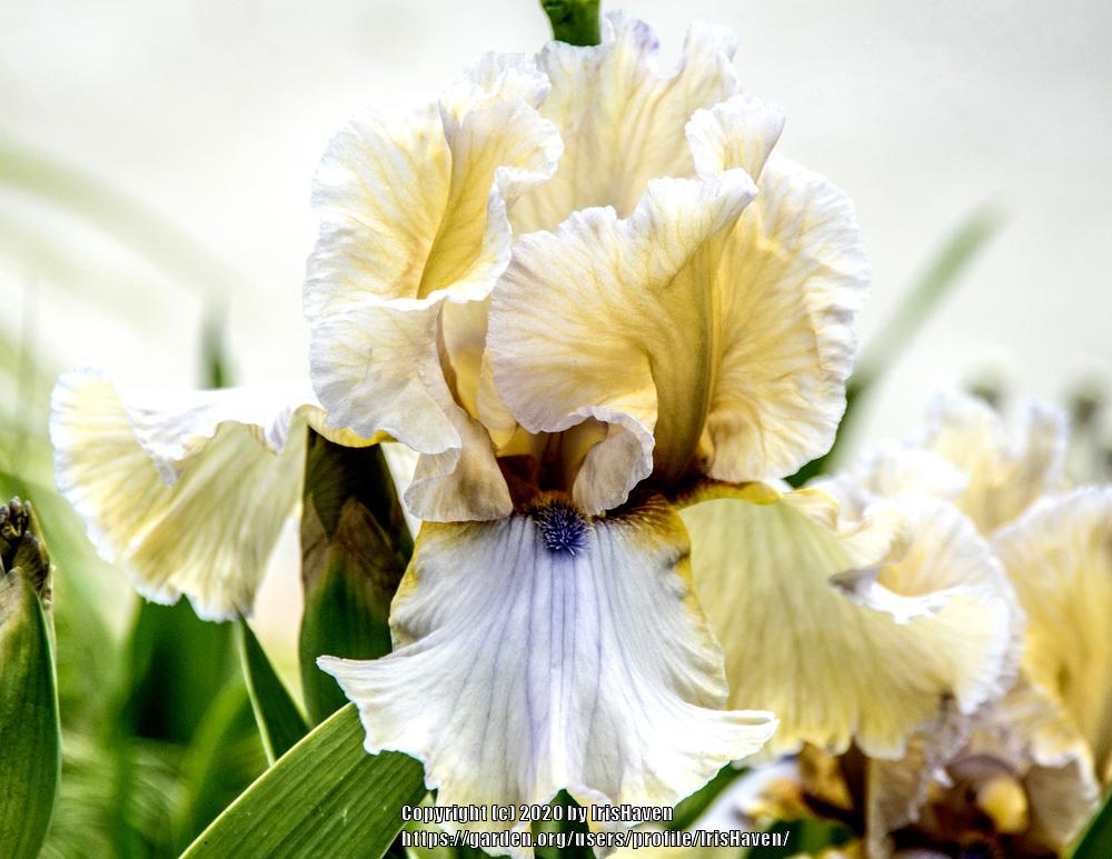 Photo of Tall Bearded Iris (Iris 'Muted Melody') uploaded by IrisHaven