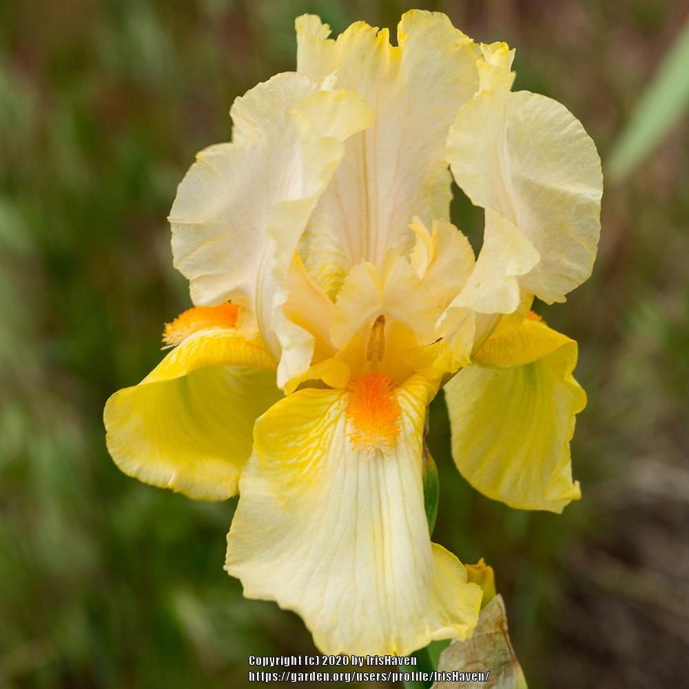 Photo of Tall Bearded Iris (Iris 'Sun Dappled') uploaded by IrisHaven
