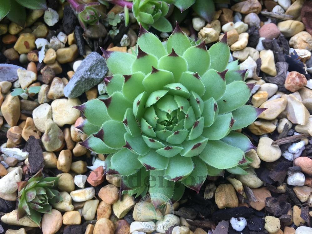 Photo of Hen and Chicks (Sempervivum 'Fire Dragon') uploaded by chickhill