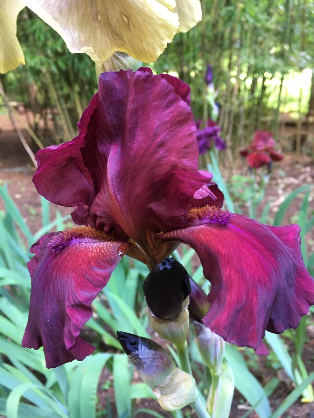 Photo of Tall Bearded Iris (Iris 'Spartan') uploaded by lharvey16