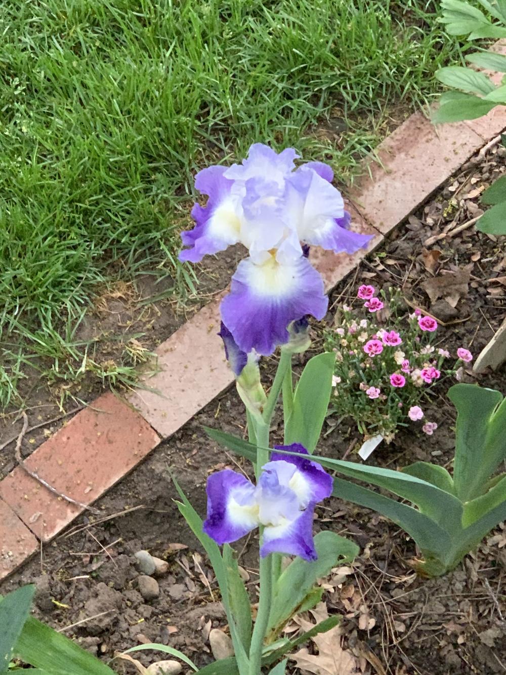 Photo of Tall Bearded Iris (Iris 'Clarence') uploaded by lrwatson