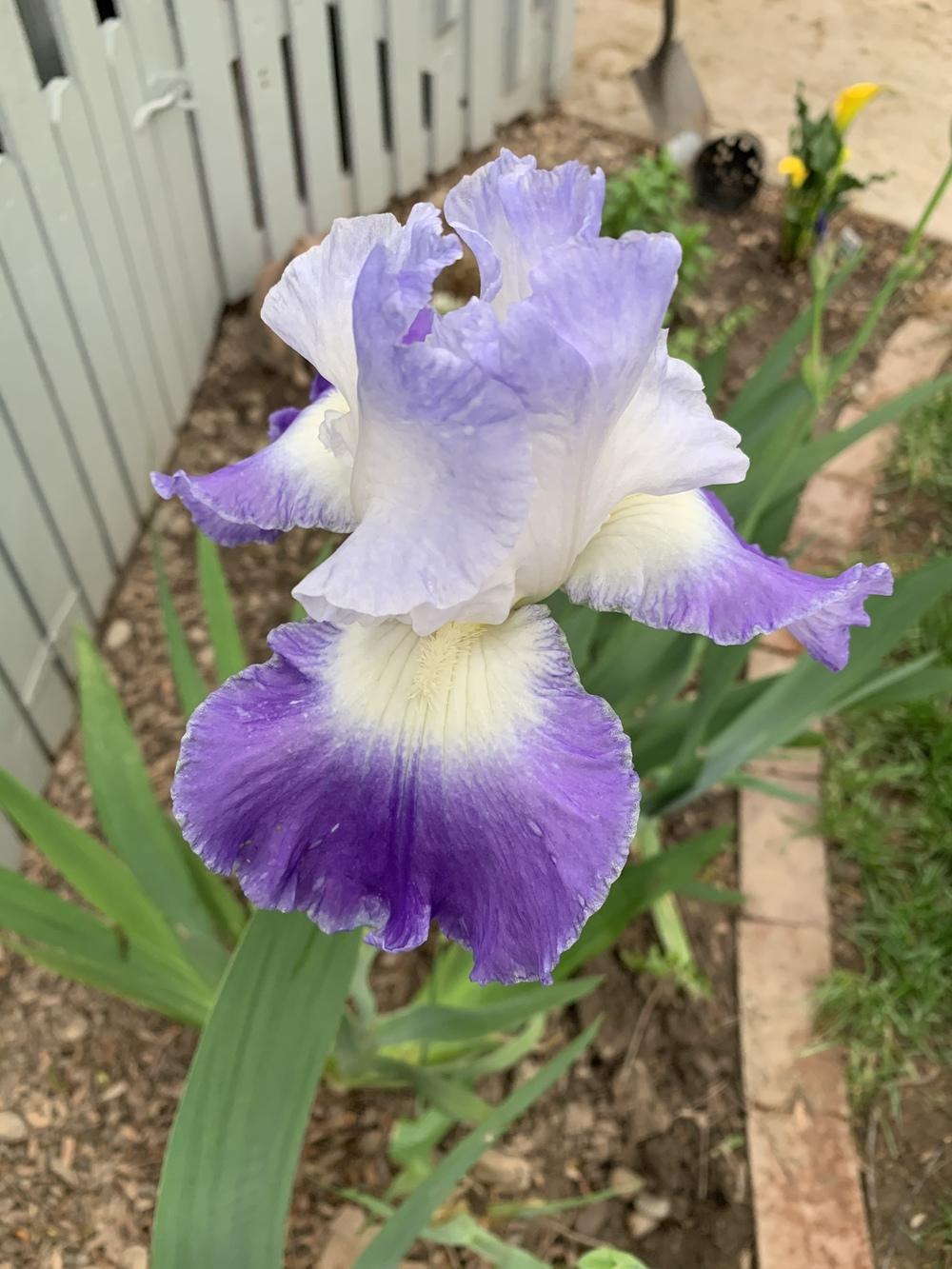 Photo of Tall Bearded Iris (Iris 'Clarence') uploaded by lrwatson