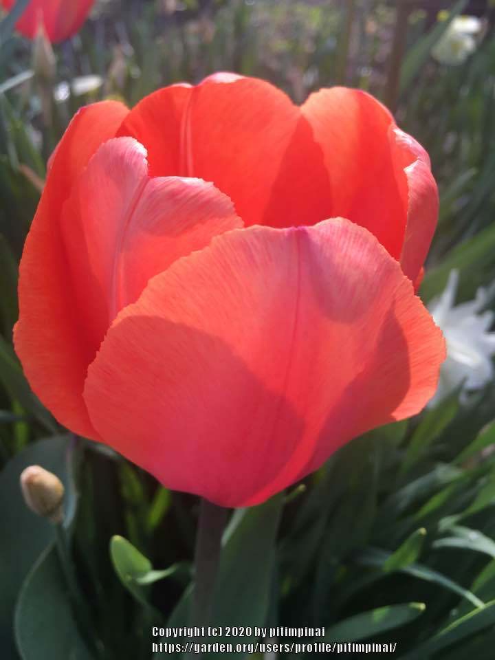 Photo of Single Late Tulip (Tulipa 'Menton') uploaded by pitimpinai