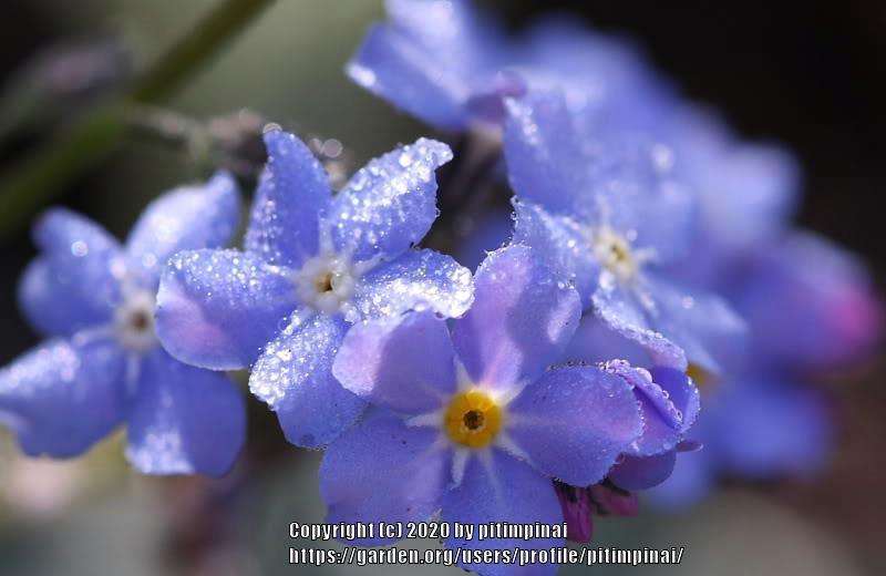 Photo of Forget Me Not (Myosotis) uploaded by pitimpinai