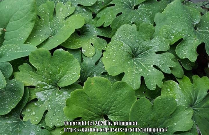 Photo of Bloodroot (Sanguinaria canadensis 'Multiplex') uploaded by pitimpinai