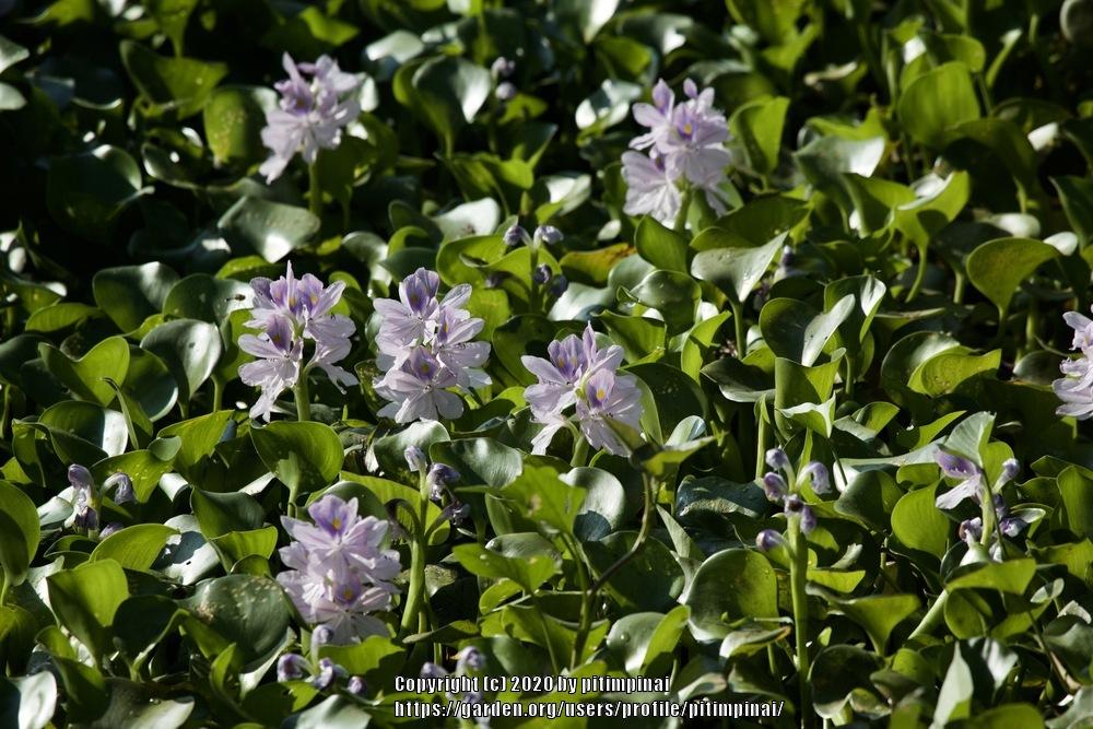 Photo of Water Hyacinth (Eichhornia crassipes) uploaded by pitimpinai