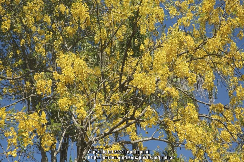 Photo of Golden Shower Tree (Cassia fistula) uploaded by pitimpinai