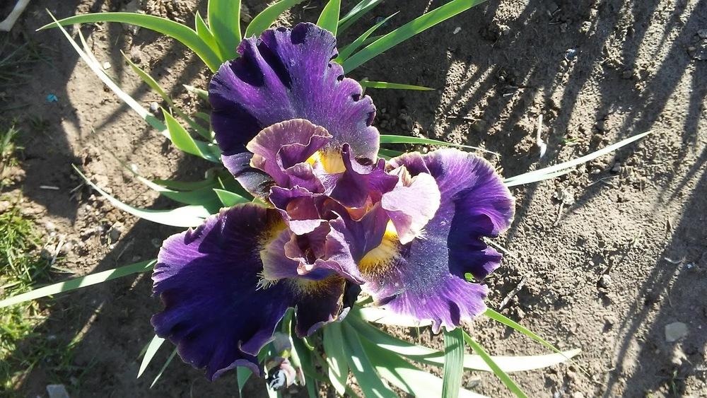 Photo of Tall Bearded Iris (Iris 'Luminate') uploaded by scary1785