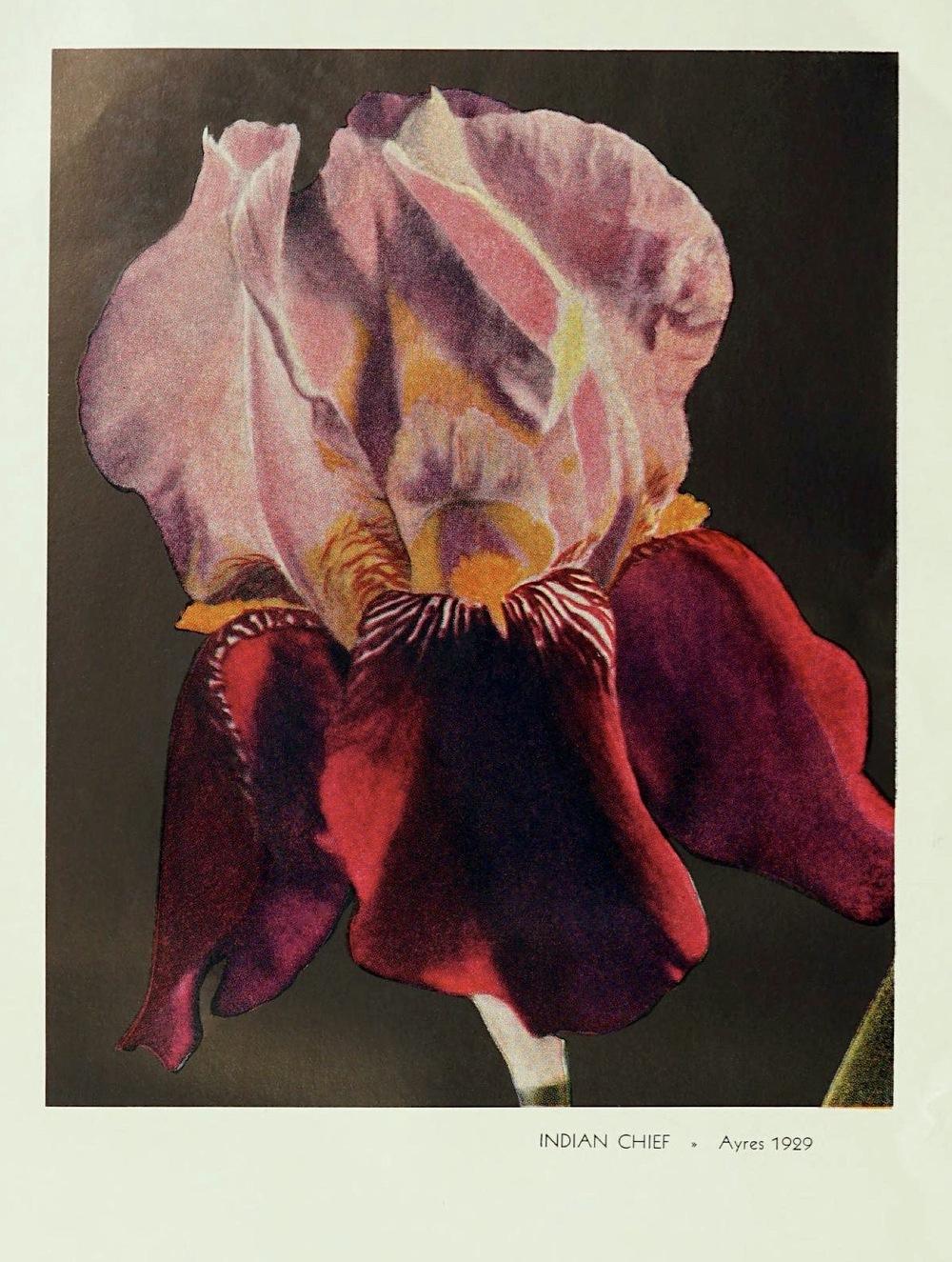 Photo of Tall Bearded Iris (Iris 'Indian Chief') uploaded by scvirginia