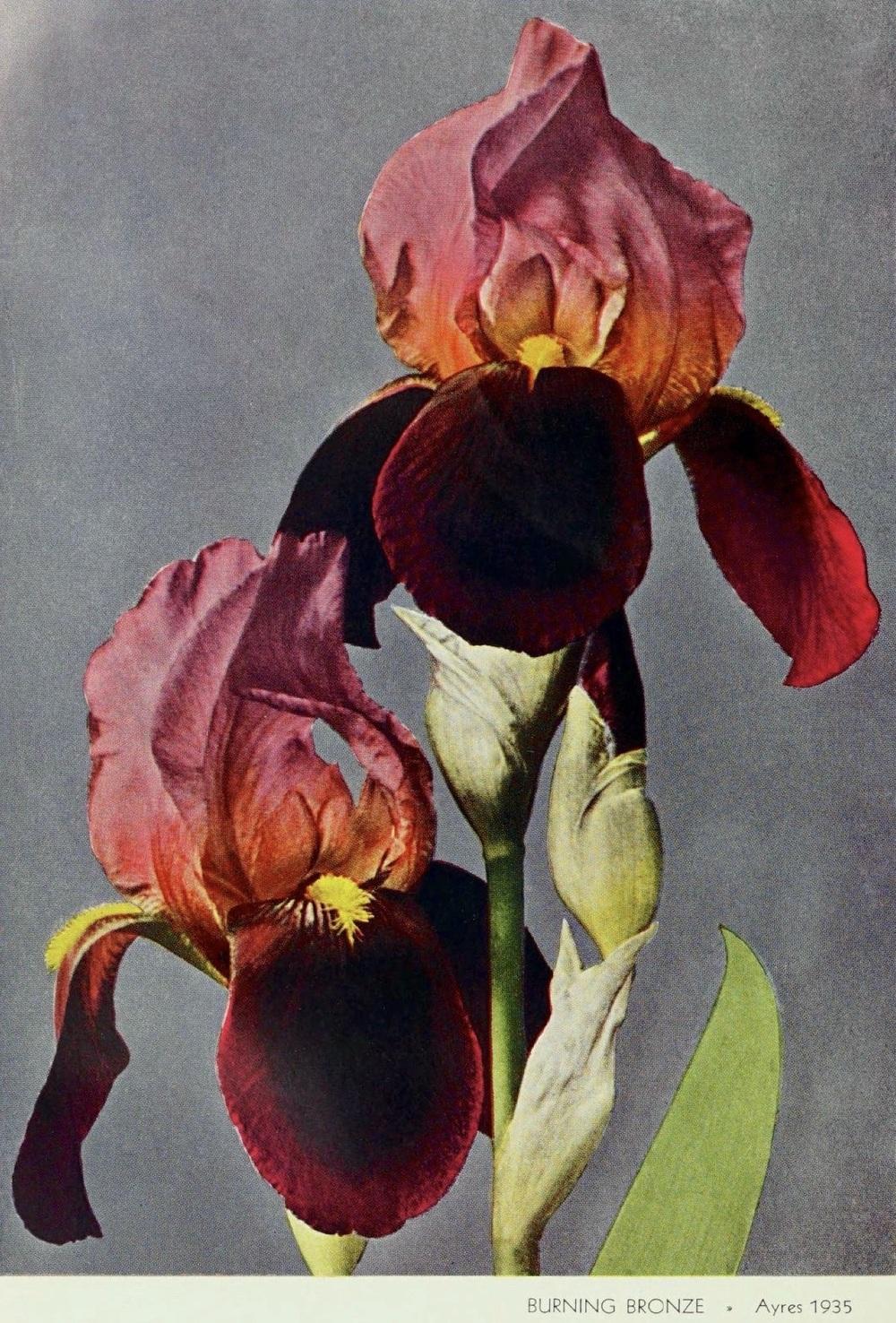 Photo of Tall Bearded Iris (Iris 'Burning Bronze') uploaded by scvirginia