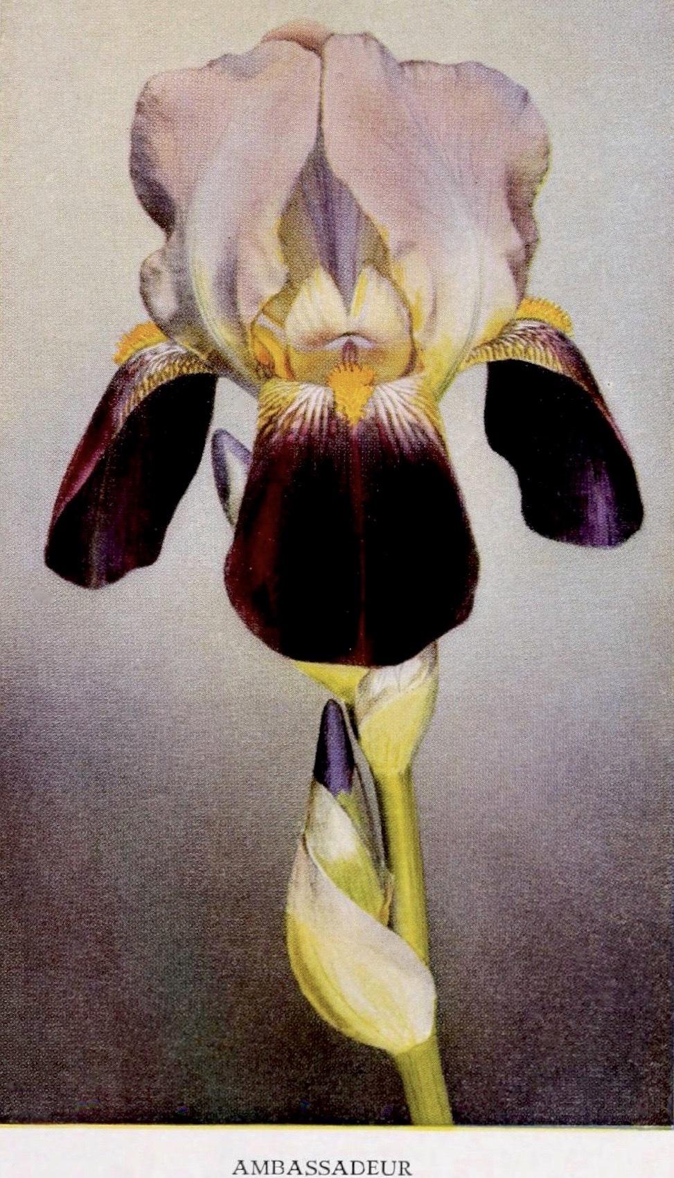 Photo of Tall Bearded Iris (Iris 'Ambassadeur') uploaded by scvirginia