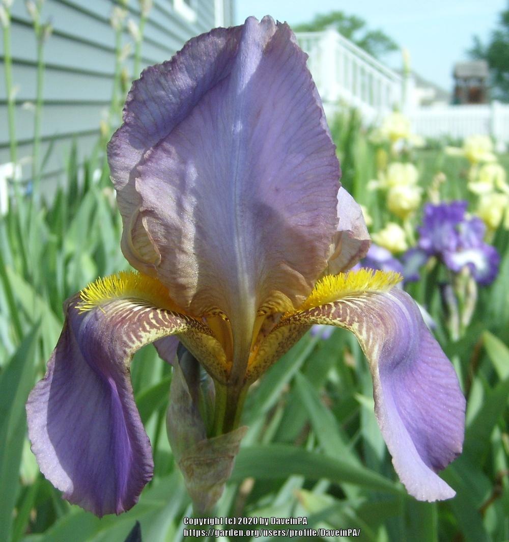 Photo of Tall Bearded Iris (Iris 'Don Quixote') uploaded by DaveinPA