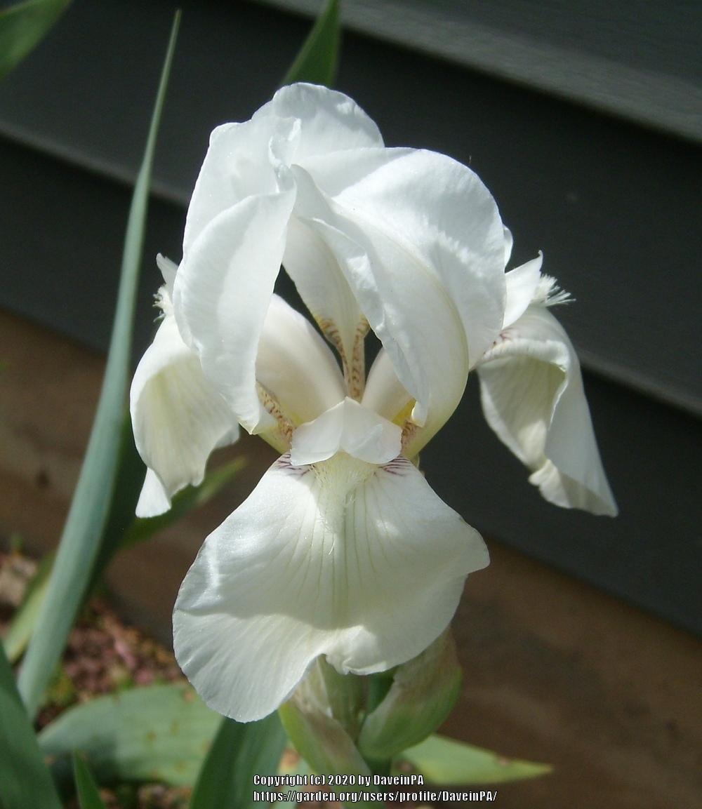 Photo of Tall Bearded Iris (Iris 'White Knight') uploaded by DaveinPA