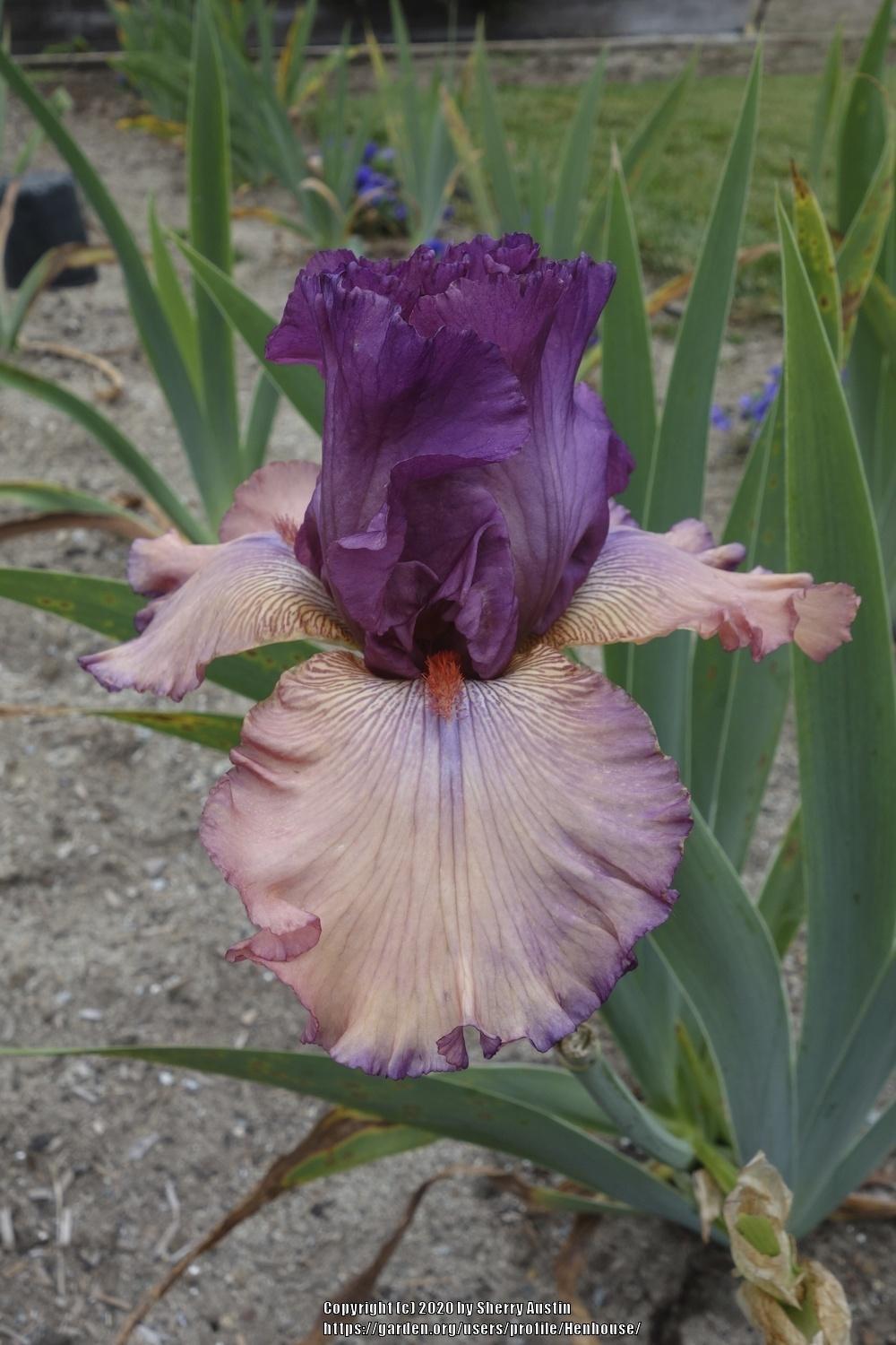 Photo of Tall Bearded Iris (Iris 'Finishing School') uploaded by Henhouse