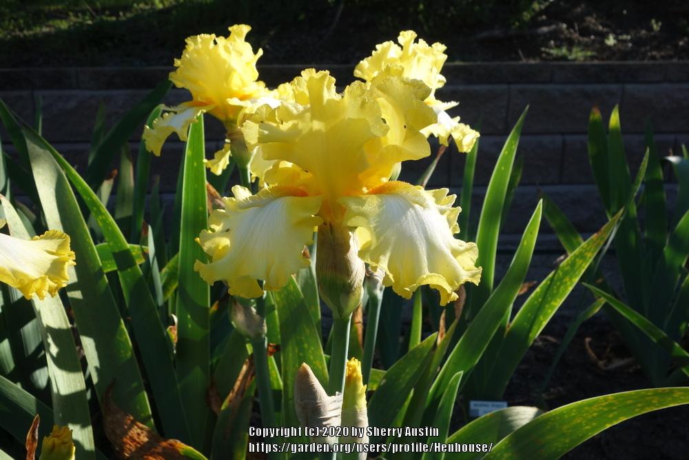 Photo of Tall Bearded Iris (Iris 'It's Magic') uploaded by Henhouse