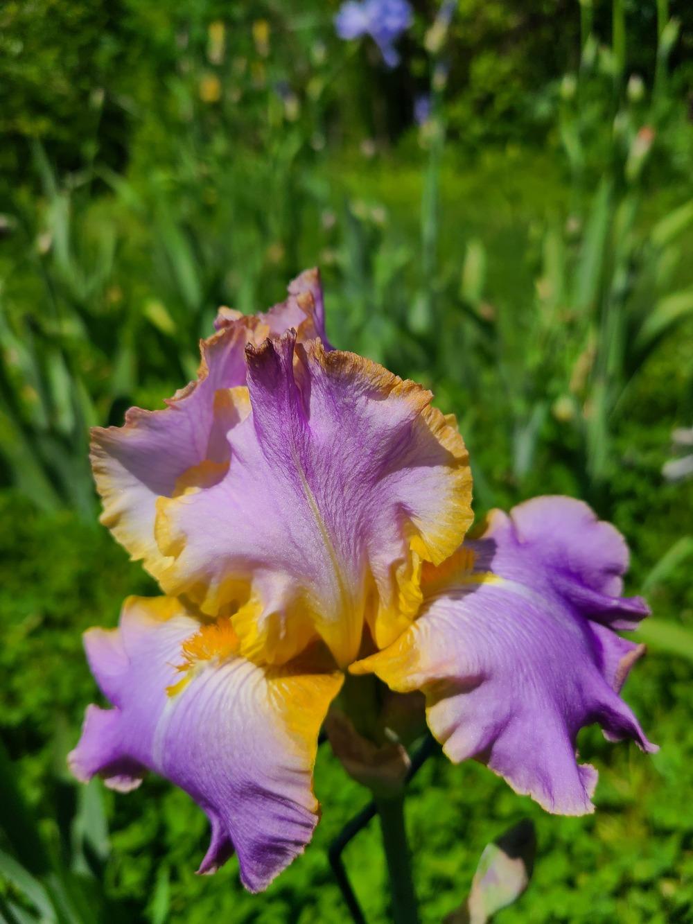 Photo of Tall Bearded Iris (Iris 'All About Spring') uploaded by KyDeltaD