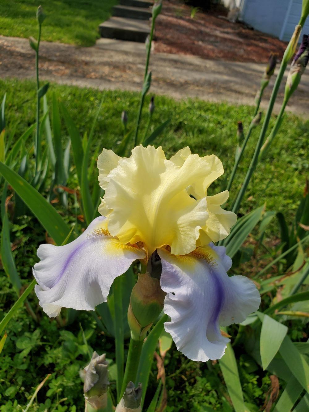 Photo of Tall Bearded Iris (Iris 'Easter Candy') uploaded by KyDeltaD