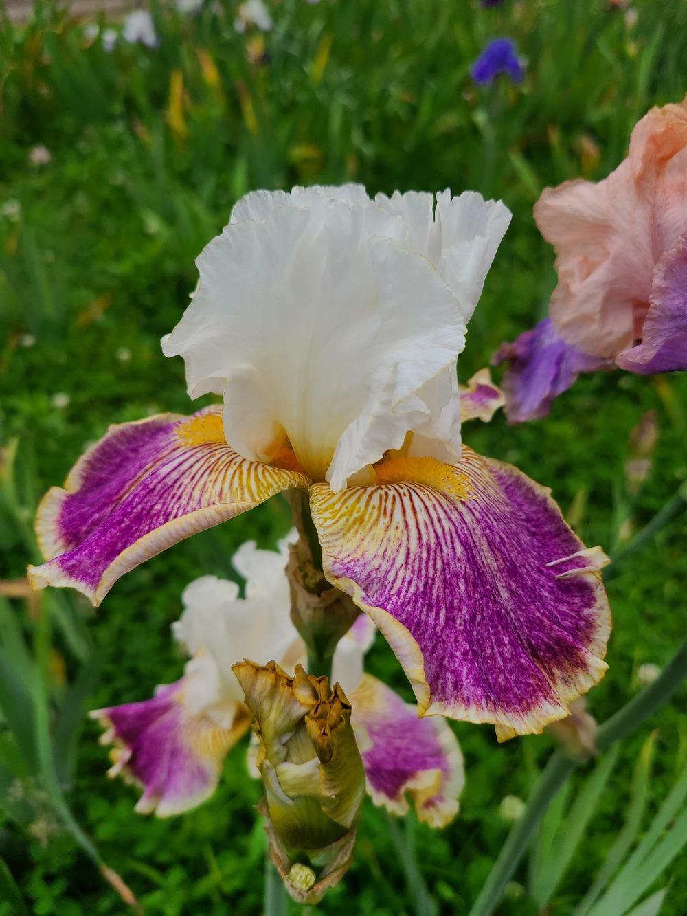 Photo of Tall Bearded Iris (Iris 'Sordid Lives') uploaded by KyDeltaD