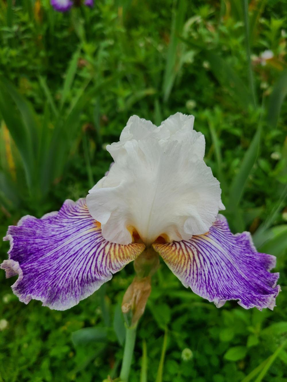 Photo of Tall Bearded Iris (Iris 'Magic Happens') uploaded by KyDeltaD