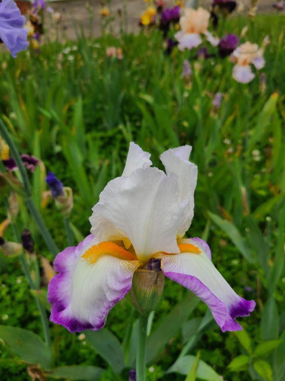 Photo of Tall Bearded Iris (Iris 'Starting Fresh') uploaded by KyDeltaD